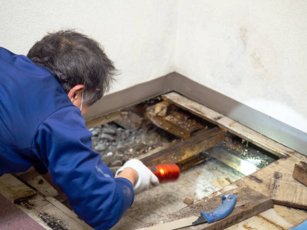 Best Residential Mold Removal  in Lilburn, GA